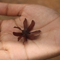 Berrya cordifolia (Willd.) Burret